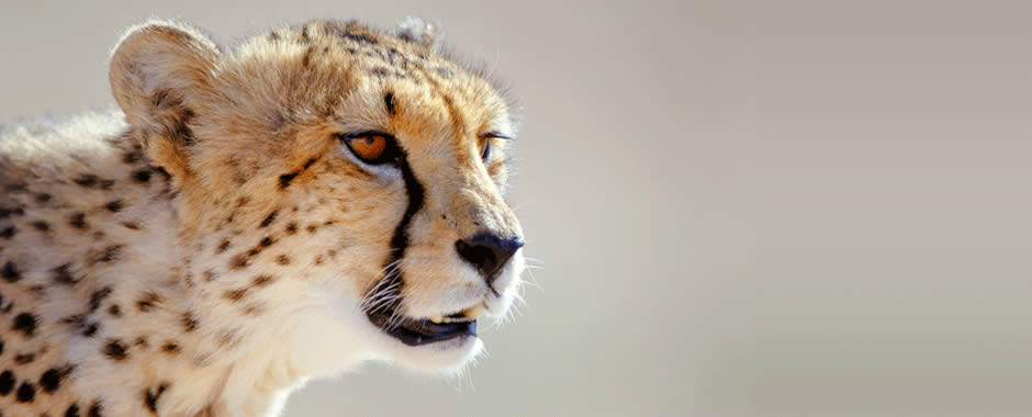 banner_cheetah